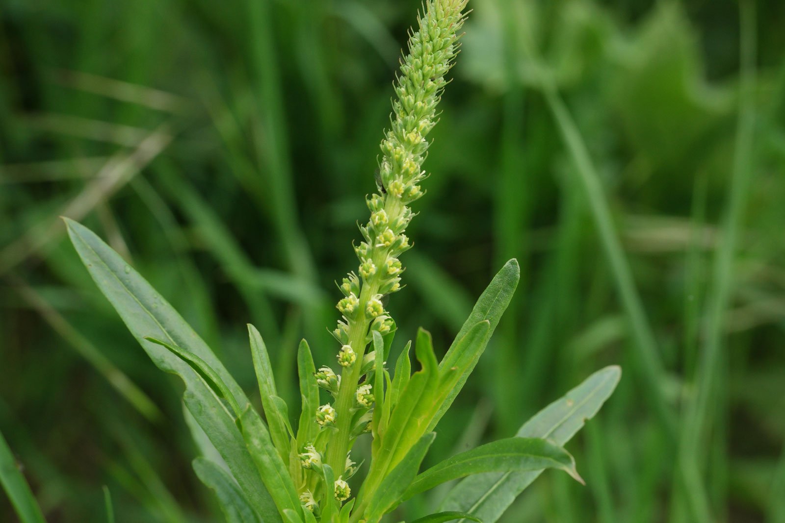 Weld – 100+ Seeds - KnittyVet